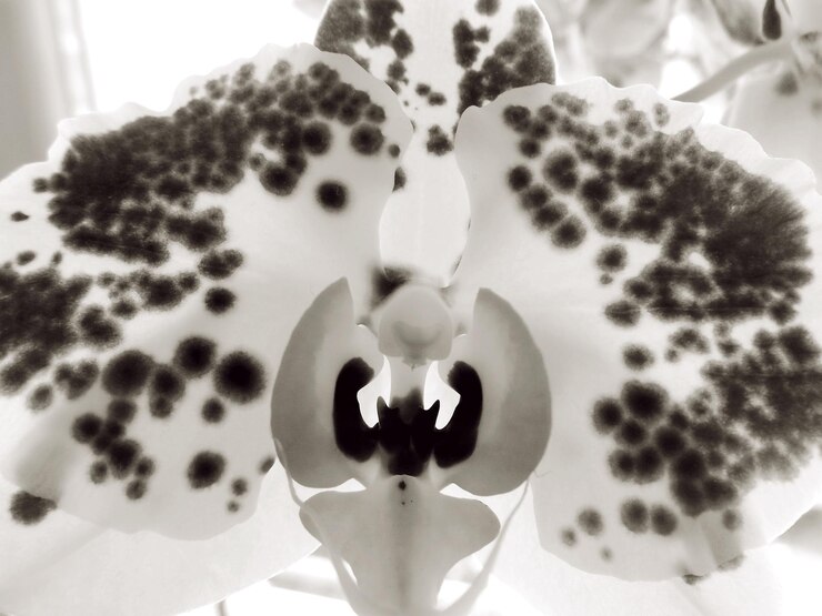Photo vue rapprochée de l'orchidée