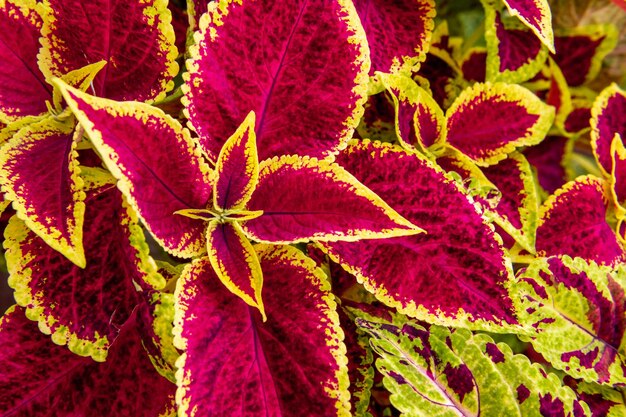 Photo vue rapprochée de l'ortie peinte d'ortie de bourgogne et de coleus vert