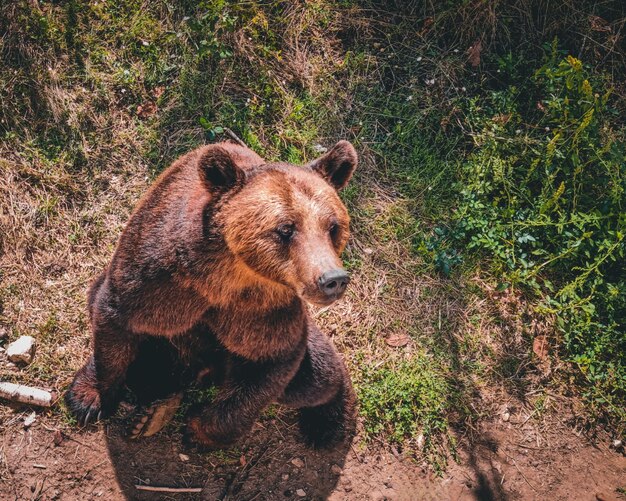 Vue rapprochée de l'ours