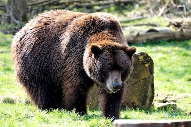 Photo vue rapprochée de l'ours