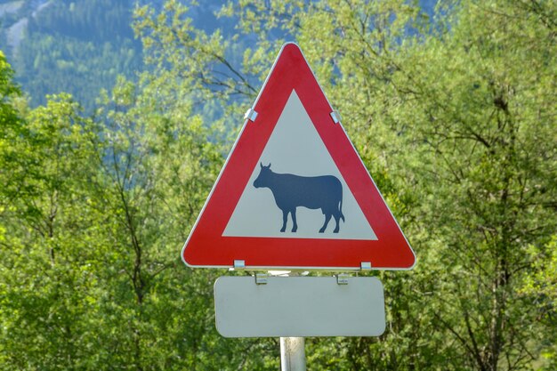 Photo vue rapprochée d'un panneau routier contre les arbres