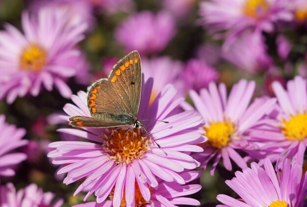 Une vue rapprochée d'un papillon sur une fleur rose