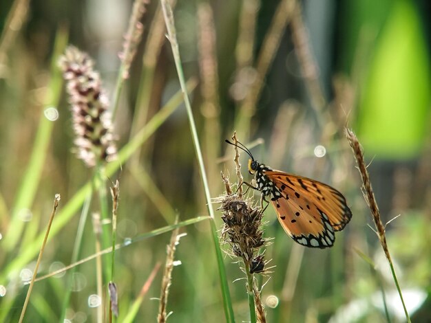 Photo vue rapprochée d'un papillon en train de polliniser un papillon jaune à fleurs