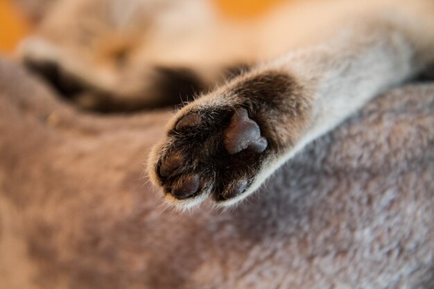 Photo vue rapprochée de la patte de chat