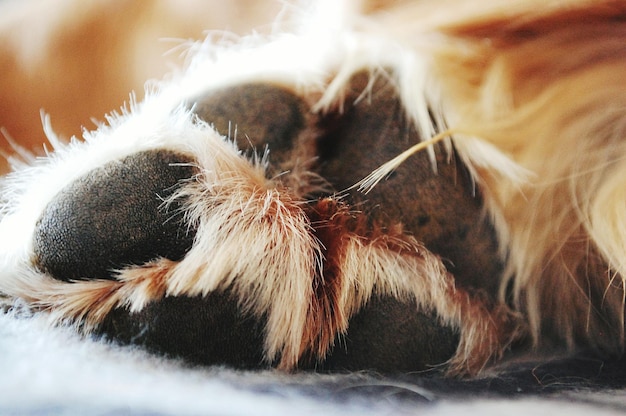 Vue rapprochée de la patte du chien