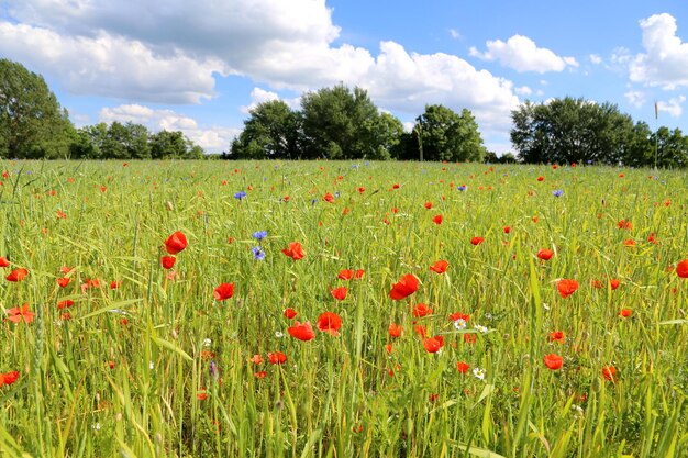 Photo vue rapprochée des pavots sur le champ contre le ciel