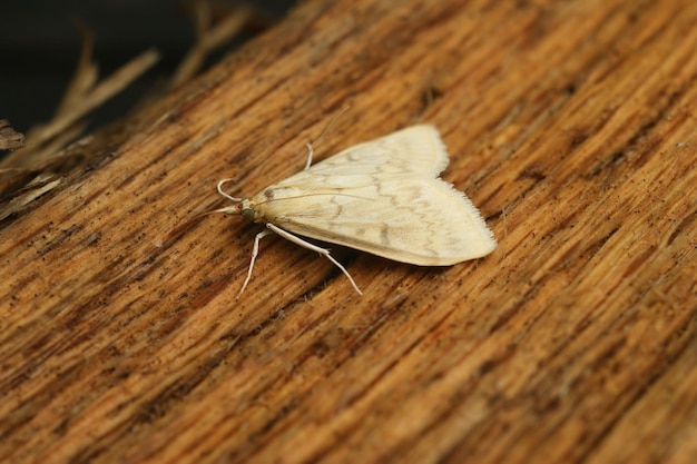 Photo vue rapprochée d'un perceur de maïs européen de couleur brun pâle à jaune, ostrinia nubilalis, assis sur du bois