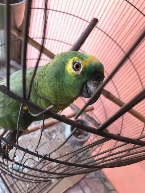 Photo vue rapprochée d'un perroquet en cage