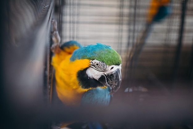 Photo vue rapprochée d'un perroquet en cage