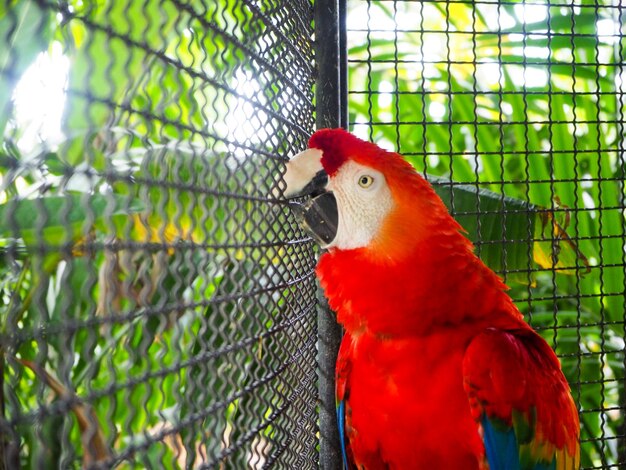 Photo vue rapprochée d'un perroquet en cage