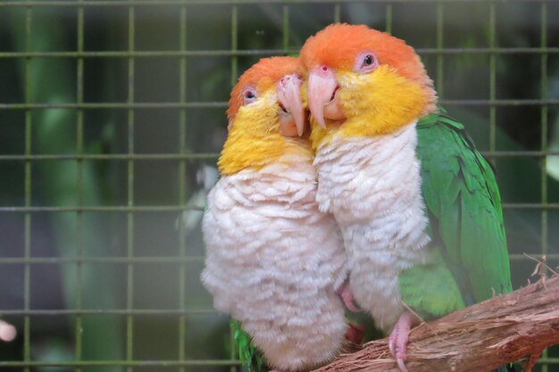 Photo vue rapprochée d'un perroquet perché dans une cage