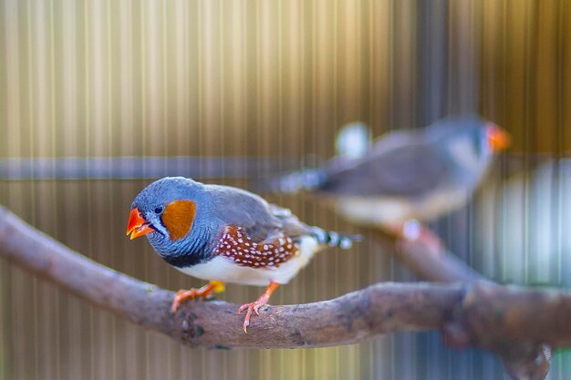 Photo vue rapprochée d'un perroquet perché dans une cage