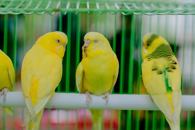 Photo vue rapprochée de perroquets perchés dans une cage