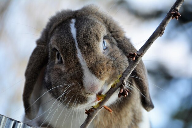 Photo vue rapprochée d'une personne qui mange