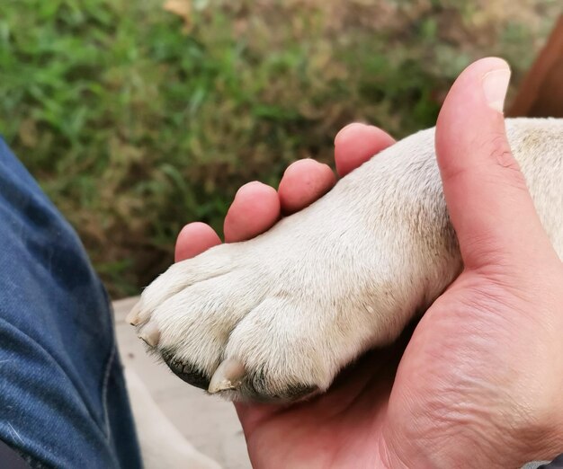 Photo vue rapprochée d'une personne tenant la main