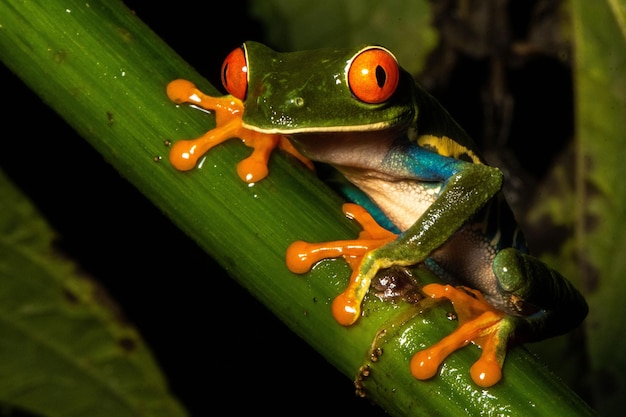 Vue rapprochée d'une petite grenouille aux yeux rouges qui s'accroche fermement à une branche d'arbre verte dans une forêt tropicale