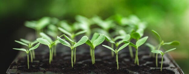 Vue rapprochée d'une petite plante qui pousse sur le champ