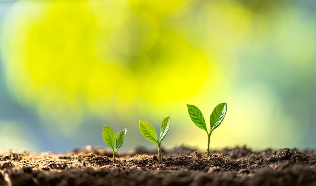 Vue rapprochée d'une petite plante qui pousse à l'extérieur