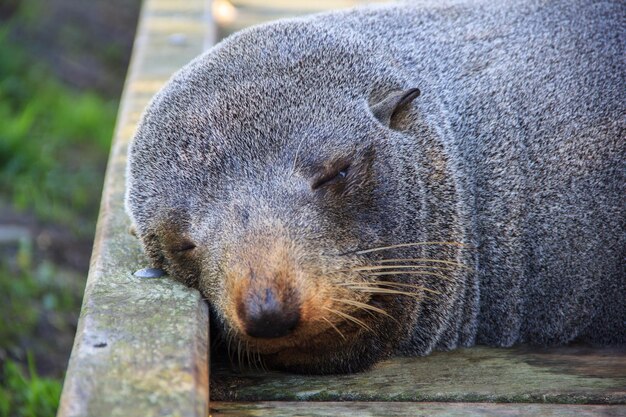 Vue rapprochée d'un phoque qui dort