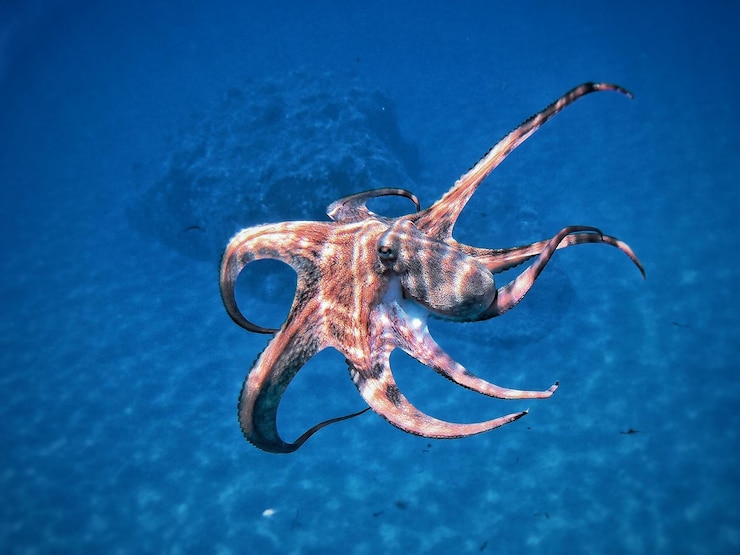 Photo vue rapprochée d'une pieuvre nageant en mer