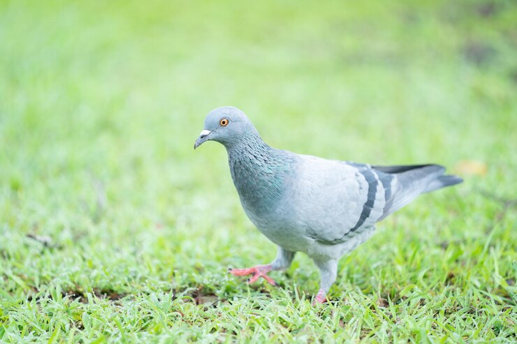 Photo vue rapprochée d'un pigeon sur le champ