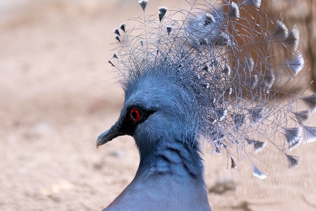 Photo vue rapprochée d'un pigeon à couronne occidentale