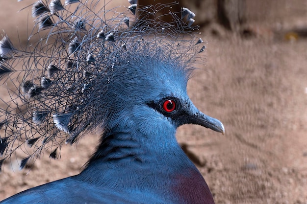 Photo vue rapprochée d'un pigeon à couronne occidentale