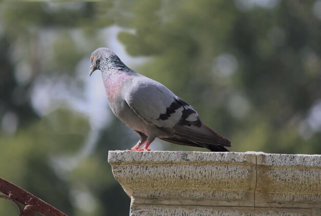 Vue rapprochée d'un pigeon perché sur une balustrade contre le mur