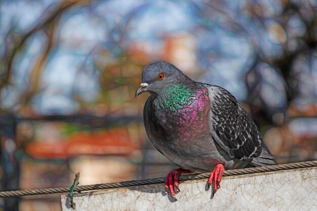 Vue rapprochée d'un pigeon perché sur une balustrade