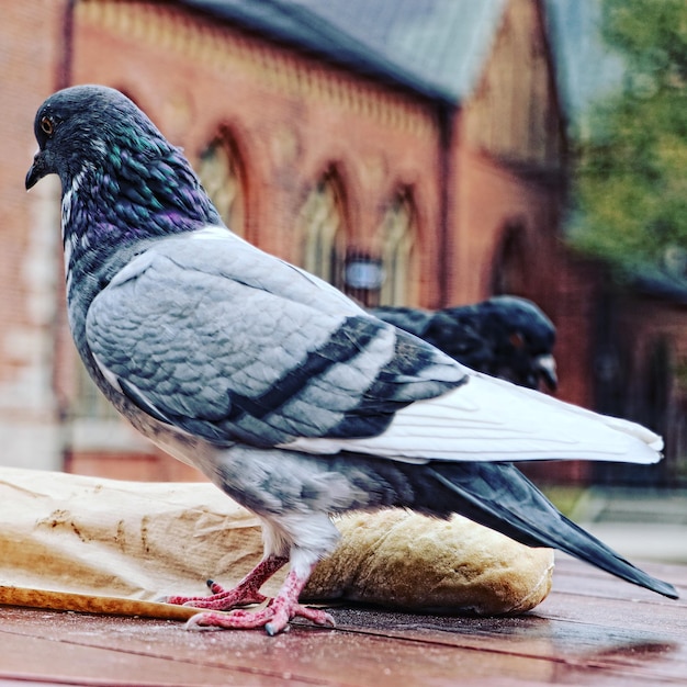 Photo vue rapprochée d'un pigeon perché sur du bois