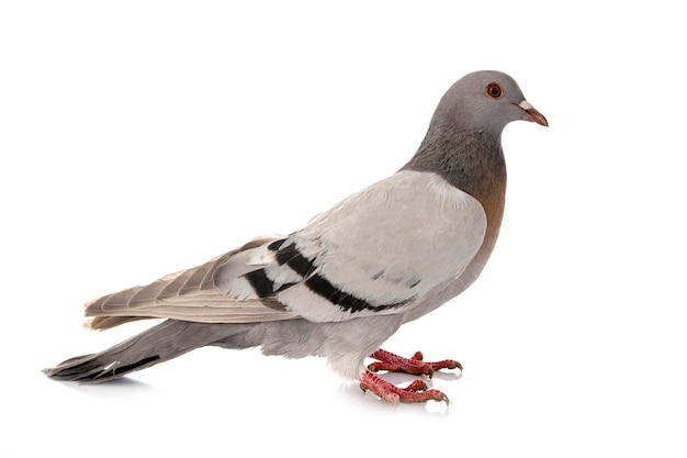 Photo vue rapprochée d'un pigeon perché sur un fond blanc
