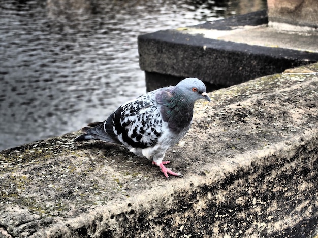 Photo vue rapprochée d'un pigeon perché sur un mur de soutènement près d'un lac