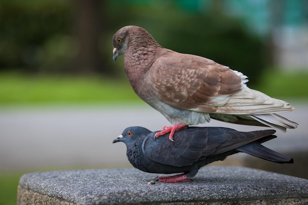 Vue rapprochée d'un pigeon perché sur un mur de soutènement