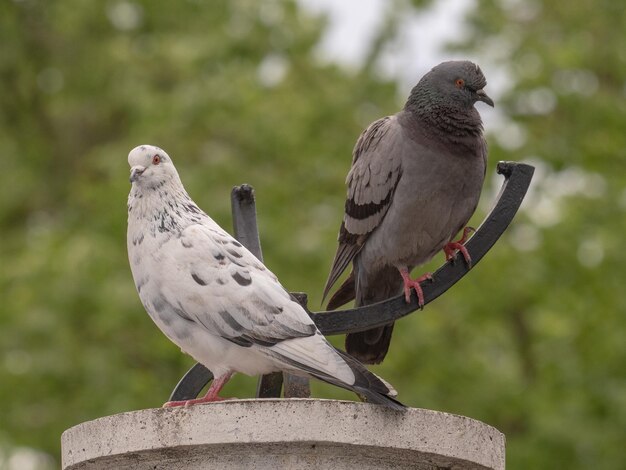 Vue rapprochée d'un pigeon perché sur un poteau de bois