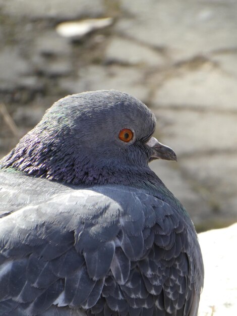 Photo vue rapprochée d'un pigeon en train de se percher