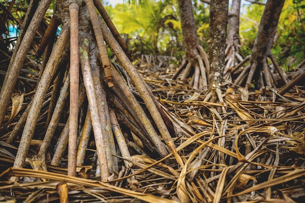 Photo vue rapprochée d'une pile de bambou