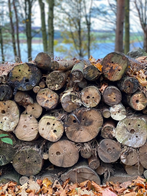 Photo vue rapprochée d'une pile de bûches dans une forêt
