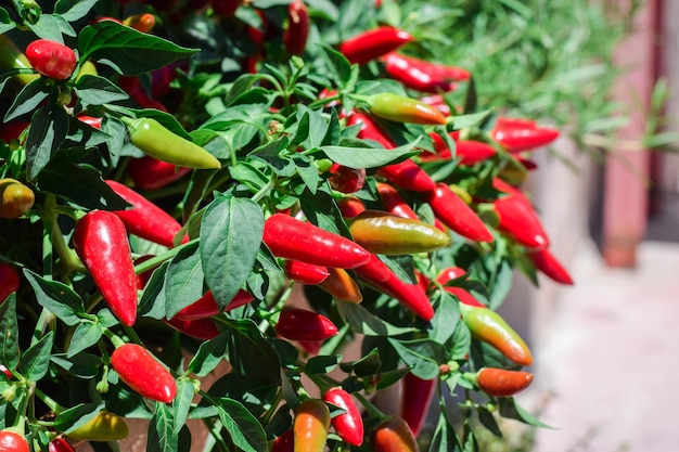 Photo vue rapprochée des piments rouges sur le marché