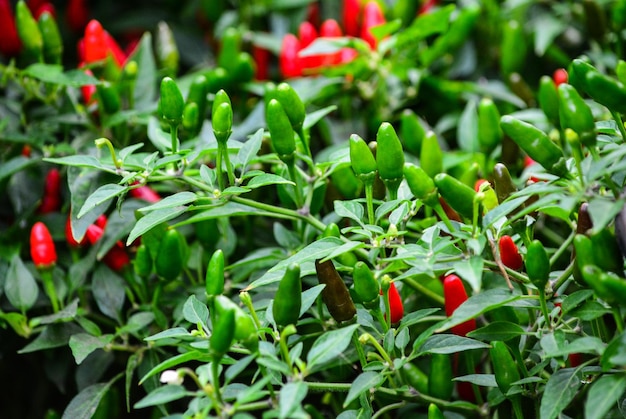 Photo vue rapprochée des piments rouges sur la plante