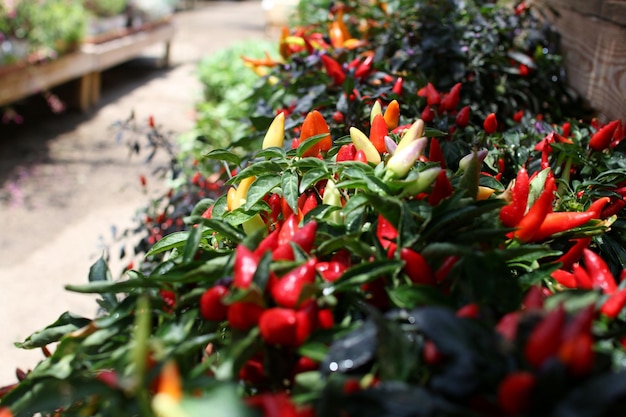 Photo vue rapprochée de piments rouges à vendre au marché