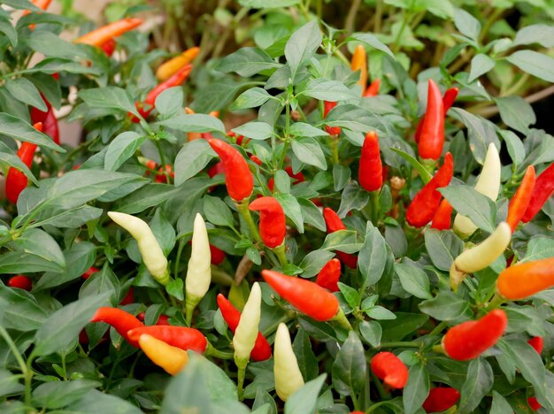 Photo vue rapprochée des piments rouges