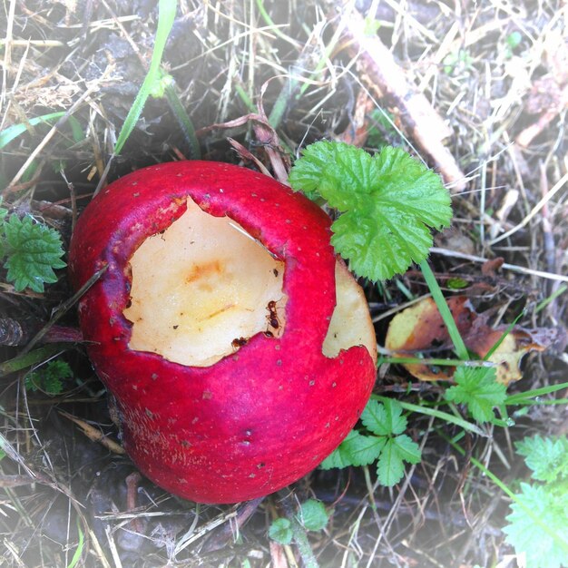 Vue rapprochée des piments rouges