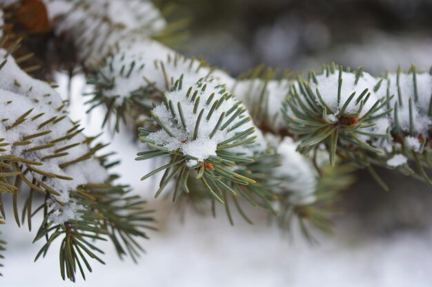 Vue rapprochée d'un pin couvert de neige