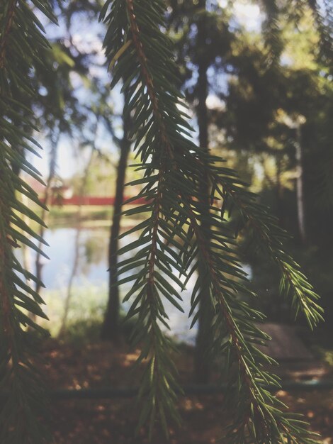 Photo vue rapprochée d'un pin dans la forêt