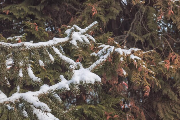 Vue rapprochée des pins couverts de neige