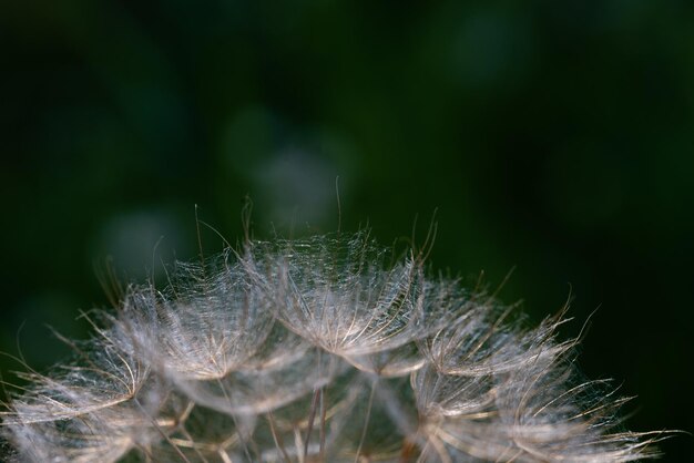 Vue rapprochée d'un pissenlit commun Taraxacum officinale