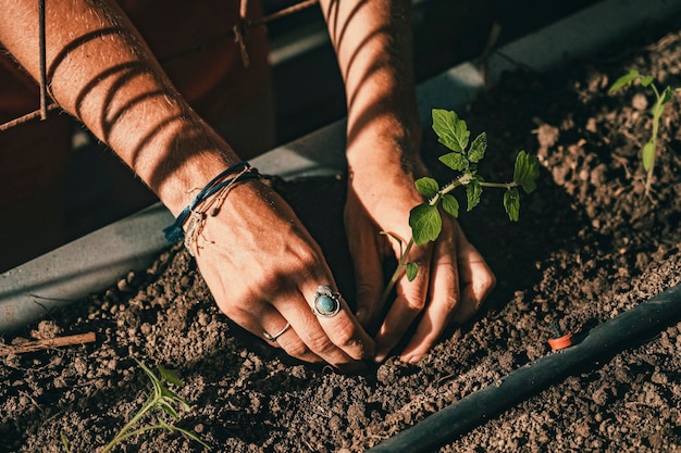 Vue rapprochée de la planification manuelle d'une graine
