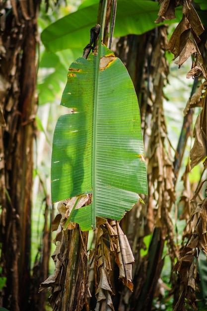 Vue rapprochée des plantations de bananiers et de caféiers