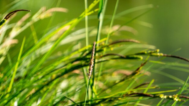 Photo vue rapprochée de la plante de bambou