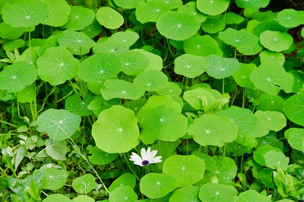 Photo vue rapprochée de la plante à base de plantes gotu kola dans le jardin